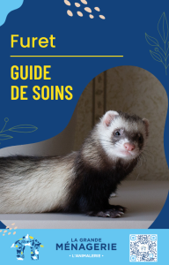 Guide de soin du furet